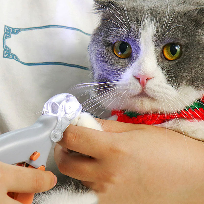 Gatto grigio e bianco con maglione rosso, mentre gli vengono tagliate le unghie con un tagliaunghie per animali domestici, in mano a una persona.