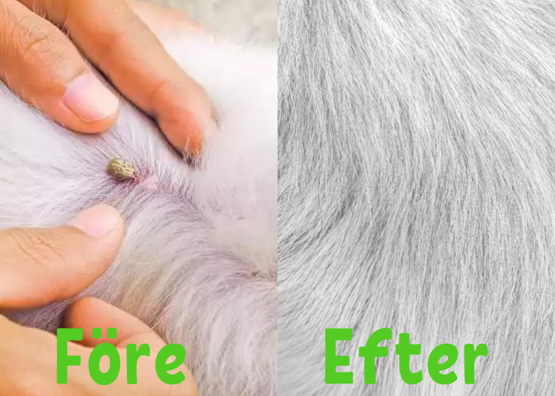 Mani rimuovono una zecca dal pelo di un cane, mostrando il prima e dopo. Cura antiparassitaria per cani, rimozione zecche, salute animale.