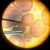 Immagine al microscopio di cellule batteriche tonde, con testo promozionale "ENDLESS Mind Blowing New Discoveries!" in evidenza.