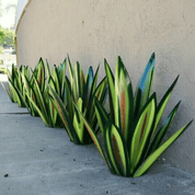 Lampada da giardino agave solare impermeabile a mano - eleganti luci solari esterne per illuminazione del giardino 2