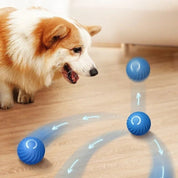 Cane Corgi gioca con pallina interattiva blu su pavimento in legno. Giocattolo per animali domestici, divertimento, attività fisica per cani.