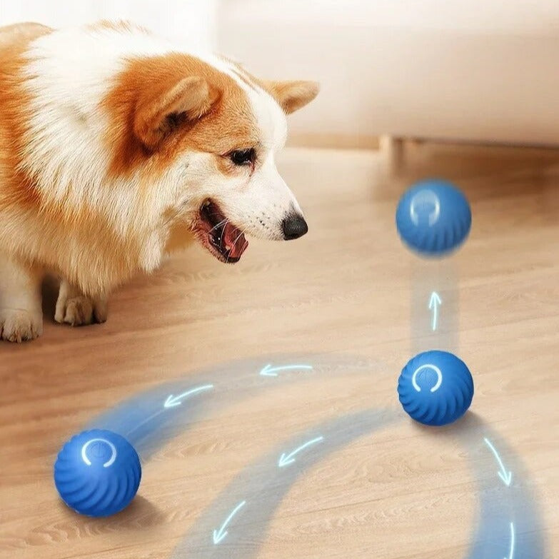 Cane Corgi gioca con pallina interattiva blu su pavimento in legno. Giocattolo per animali domestici, divertimento, attività fisica per cani.