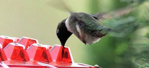 Mangiatoia per colibrì a prova di formiche, trespolo da appendere all'esterno 1