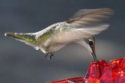 Mangiatoia per colibrì a prova di formiche, trespolo da appendere all'esterno 3