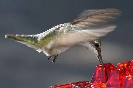 Mangiatoia per colibrì a prova di formiche, trespolo da appendere all'esterno 3