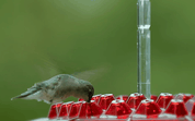 Mangiatoia per colibrì a prova di formiche, trespolo da appendere all'esterno 6