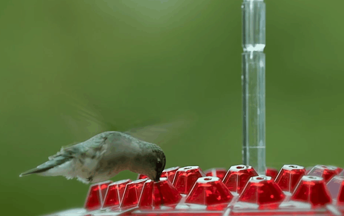 Mangiatoia per colibrì a prova di formiche, trespolo da appendere all'esterno 6
