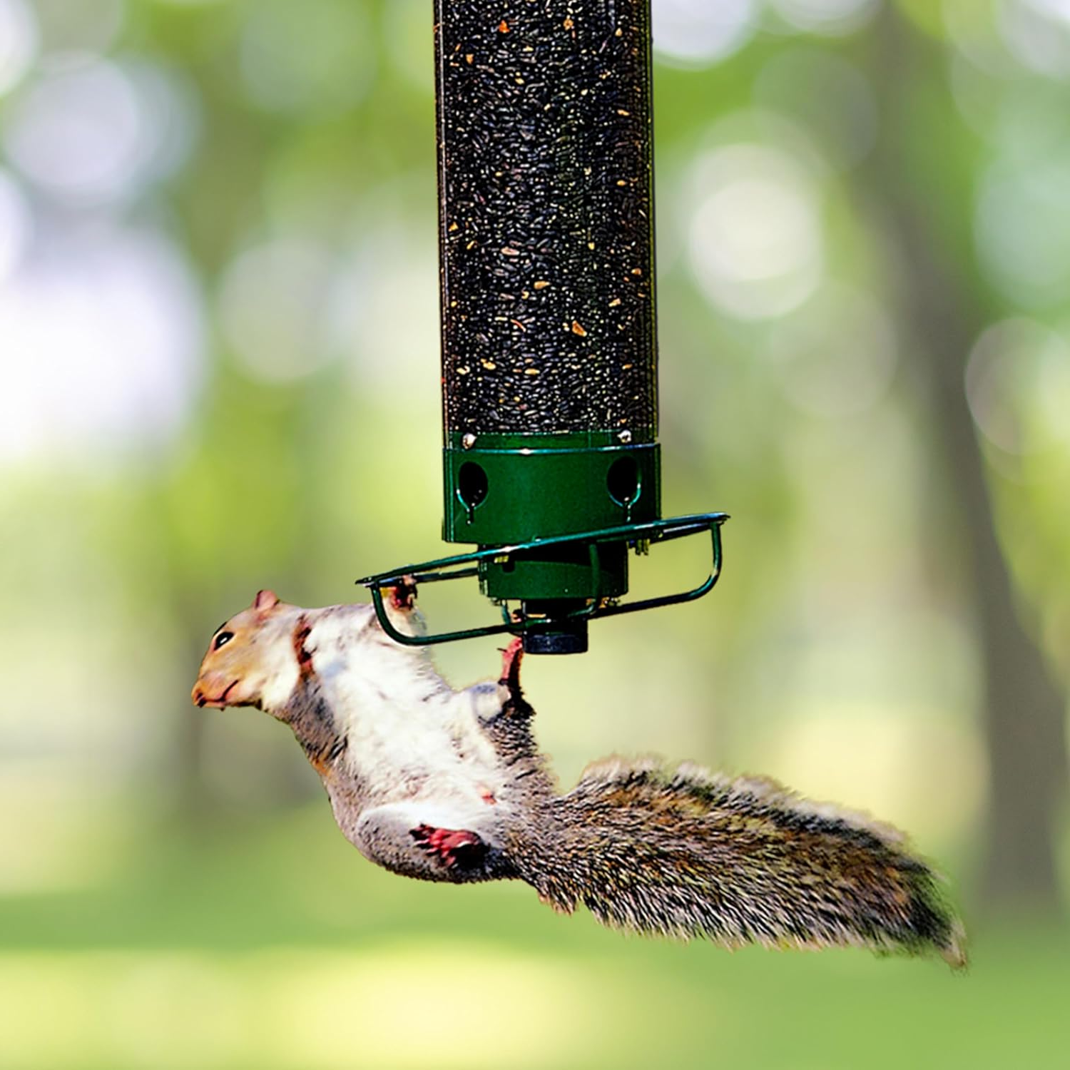 Mangiatoia per uccelli a prova di scoiattolo 0