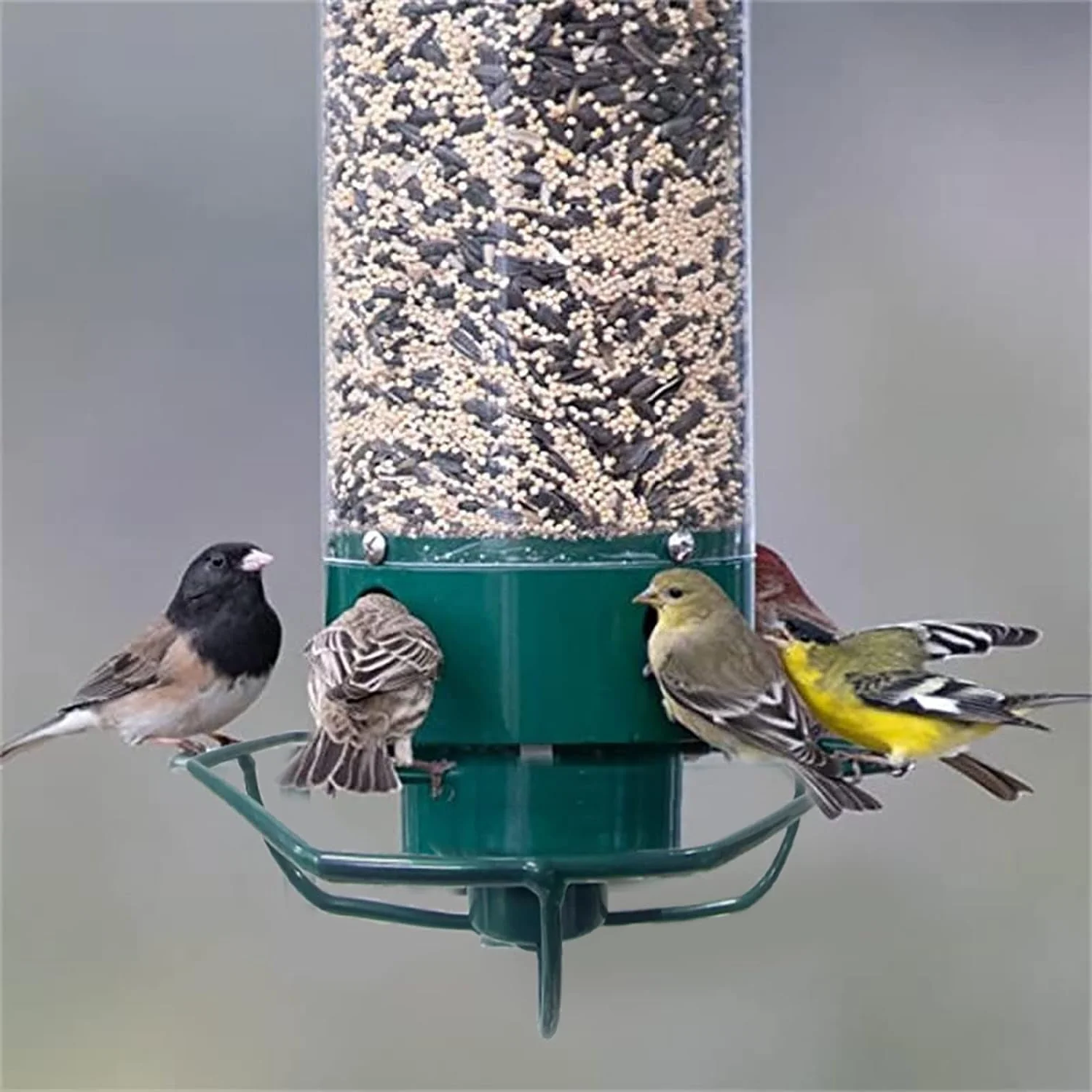 Mangiatoia per uccelli a prova di scoiattolo 6