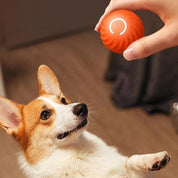 Cane Corgi guarda palla interattiva rossa in mano umana, giocattolo per animali domestici, stimolazione mentale, divertimento per cani, accessori per cani.