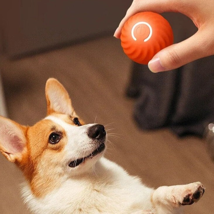 Cane Corgi guarda palla interattiva rossa in mano umana, giocattolo per animali domestici, stimolazione mentale, divertimento per cani, accessori per cani.
