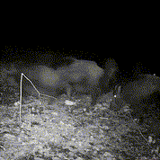 Visione notturna per la fauna selvatica per esterni 3