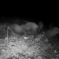 Visione notturna per la fauna selvatica per esterni 3