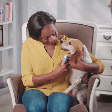 Donna sorridente accarezza cane beagle seduto su poltrona, tenendo un tagliaunghie per animali domestici. Cura cani, amore per animali, accessori pet.