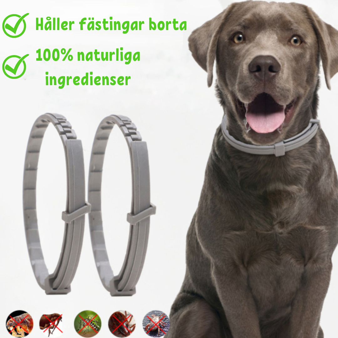 Collare antipulci per cani, grigio, con ingredienti naturali. Protezione efficace contro pulci e zecche. Sicuro e regolabile per tutte le taglie.