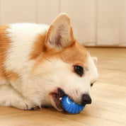Cane Corgi gioca con palla blu su pavimento in legno. Giocattolo per cani, accessori per animali domestici, divertimento per cuccioli.