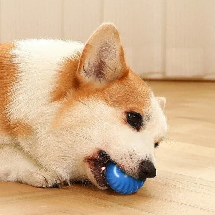 Cane Corgi gioca con palla blu su pavimento in legno. Giocattolo per cani, accessori per animali domestici, divertimento per cuccioli.